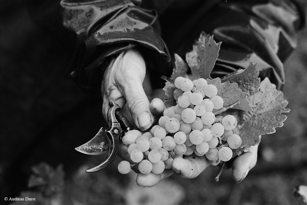 Black and white photo of two hands holding a cluster of white grapes and pruning shears