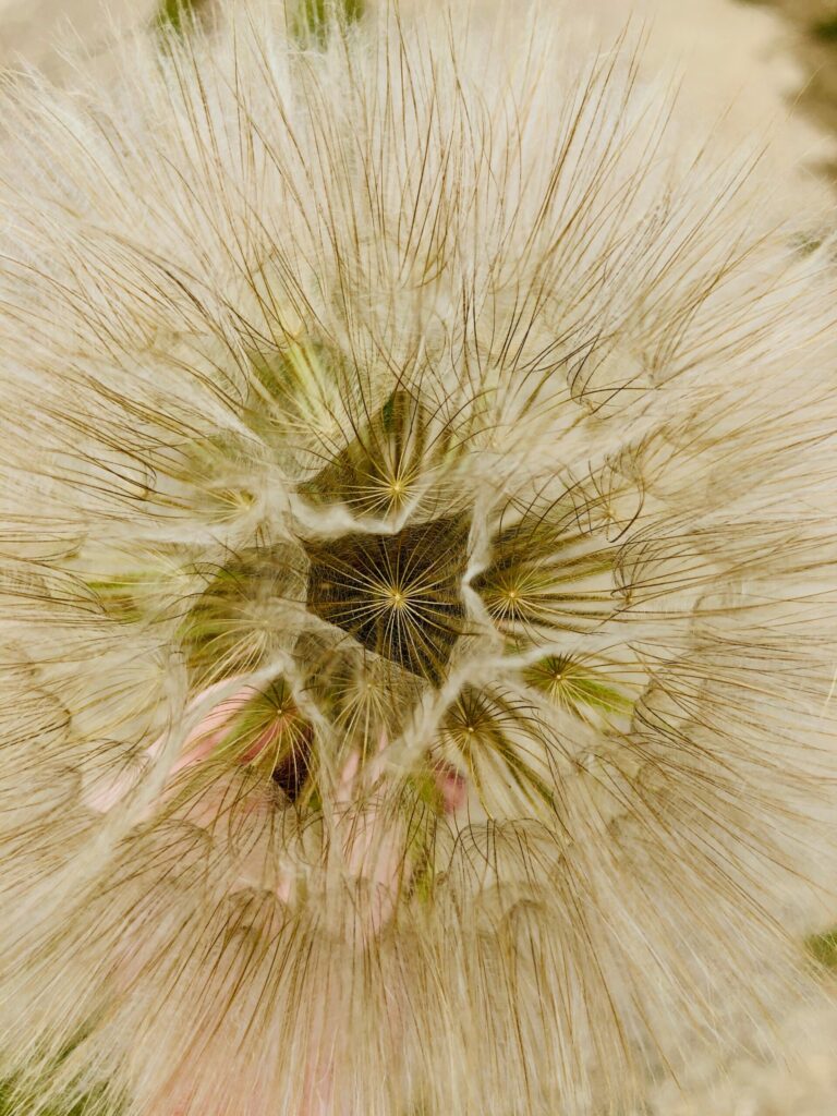 Macro close up of the geometrical complexity of a western salsify in bloom