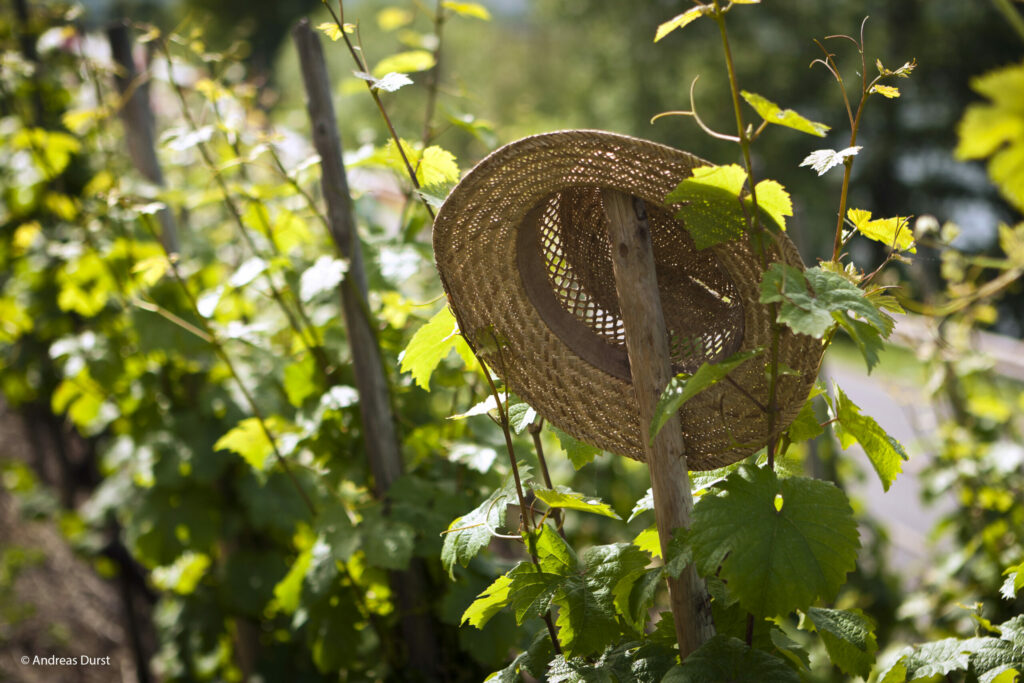 A straw hat is hung on a grapevine training post in a steep German vineyard
