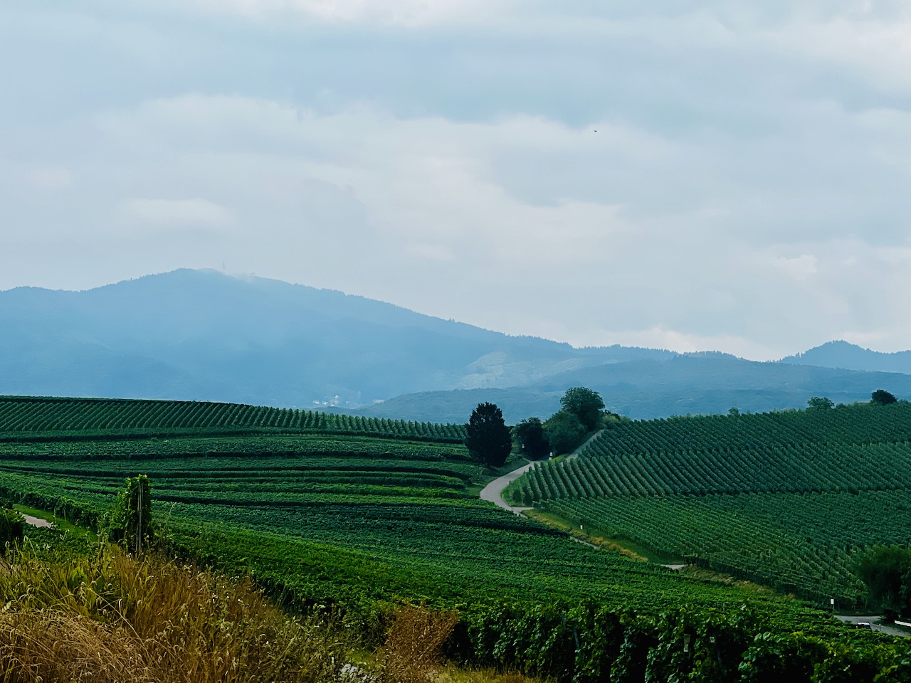 Summer grapevines in the winegrowing region of Baden in Germany with the Black Forest in the distance