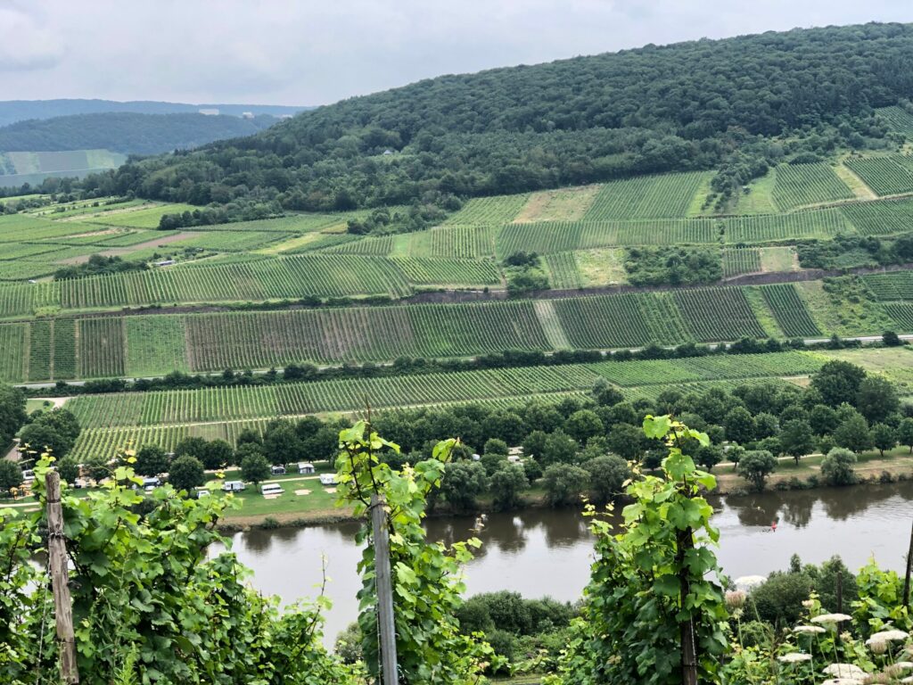 Steep Mosel vineyards overlooking Germany's Rhine River