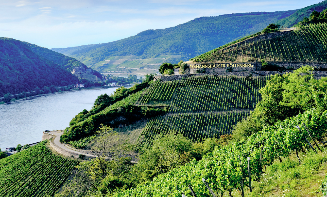 View onto the terraced Assmannshäuser Hollenberg vineyards in summer overlooking the Rhine River