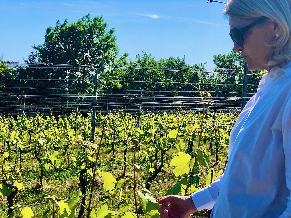 Carnuntum winegrower Dorli Muhr observing her Austrian Blaufränkisch vines on the Spitzerberg