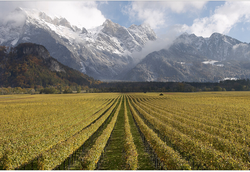 A broad, flat vineyard recedes toward a spectacular Alpine mountain scape and cloud-blown blue sky.
