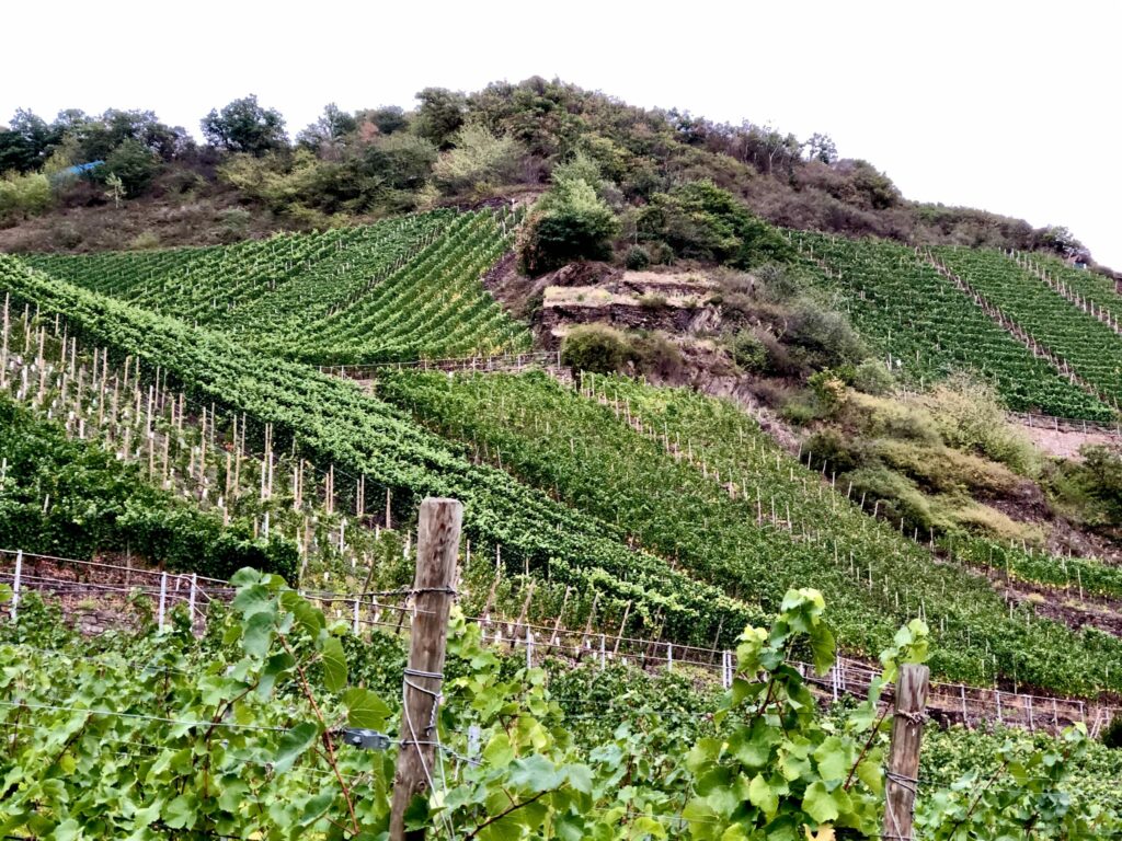 Spätburgunder vineyard in Germany's Ahr valley