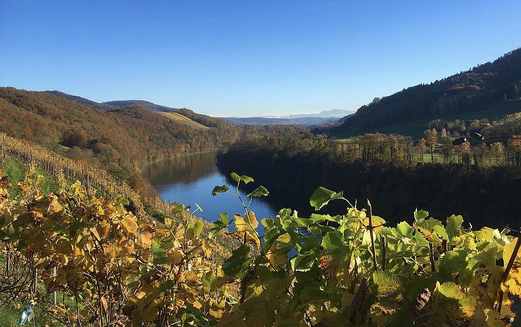 Vineyards in the foreground open onto a river banked on two sides by green hills, with blue skies and low peaks in the distance.