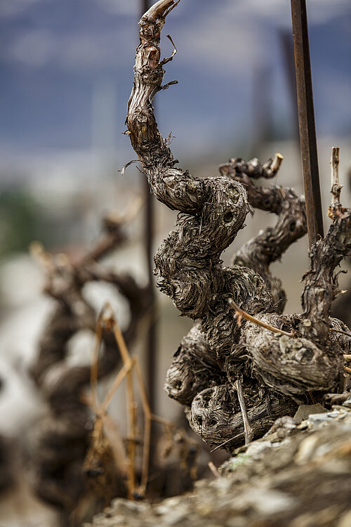 Close-up of bare, gnarled, twisting vine trunks.