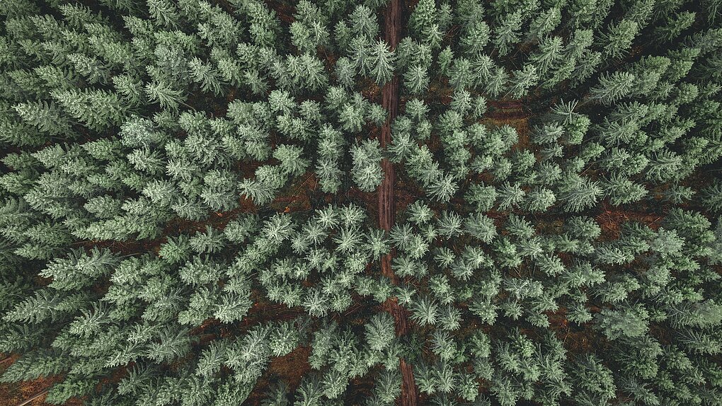 Austrian pine trees used to make Zirbenschnaps