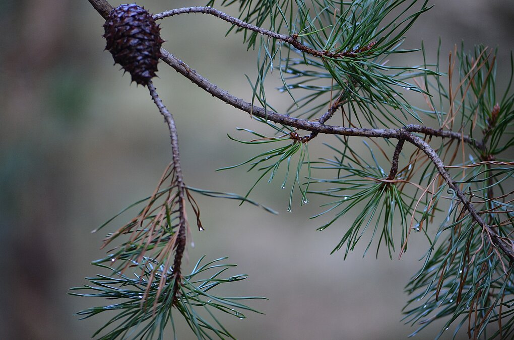Close up photograph of pinecone used to make Austrian Zirbenschaps