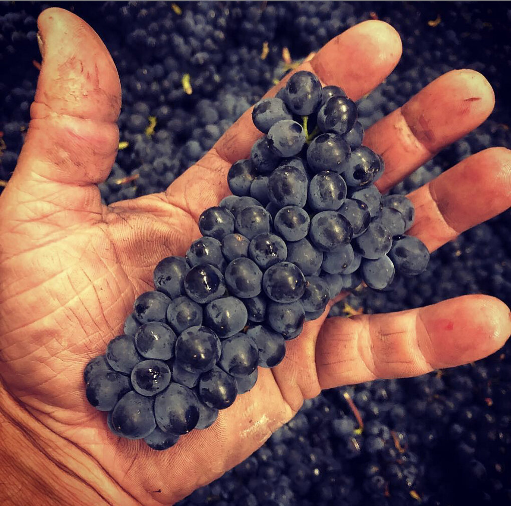 A small, dirty hand holds a long cluster of dark grapes with more grapes in the background