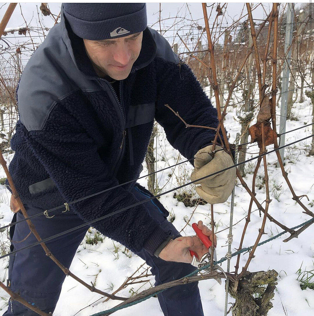 A man dressed for winter prunes vines in a snowy vineyard