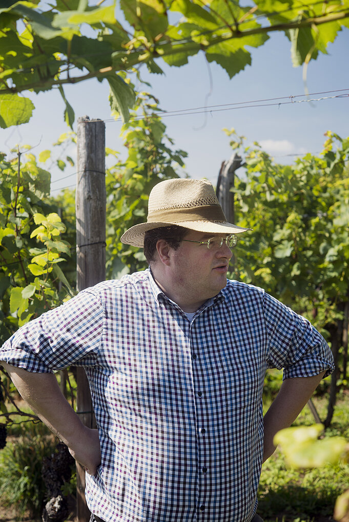 A stout man in a straw hat, glasses and plaid button-down shirt stands with hands on hips looking at high-trained vines in a vineyard surrounding him.