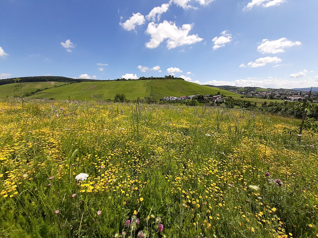 A flowering meadow with vineyards in the background and cloud-dotted blue sky