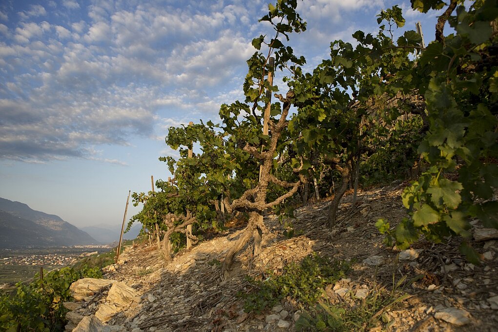 Photograph of a gnarled old vine on a rocky outcropping at sunrise against the textured cloud sky