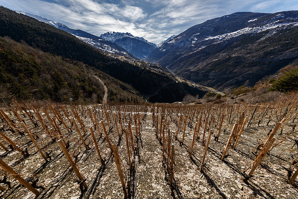 Bare vines slope down to a valley, with snow covered Alps in the mid and foreground with a dramatic cloudscape above