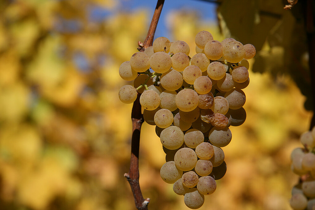 Photograph of a gold cluster of grapes hanging on a thin vine with yellow leaves in the background