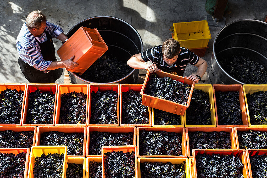 Aerial phot of orange boxes filled with red wine grapes, with a man lifting one box out and another pouring grapes into a larger bin.