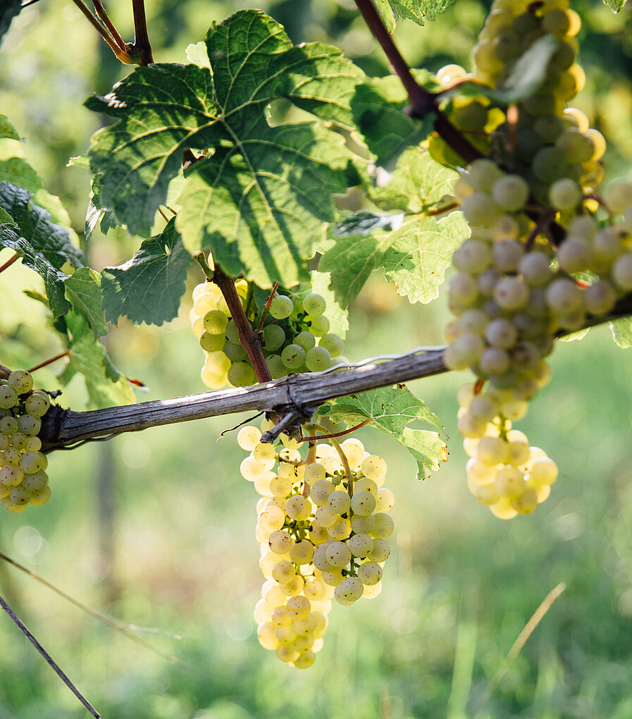 Ripe clusters of piwi grapes from german grower, weinbau Kraemer