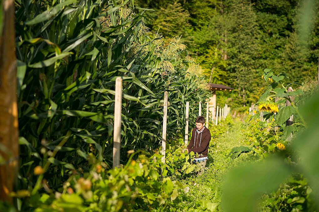 Thomas Niedermayr from Hof Gandberg standing in a garden of corn and sunflowers