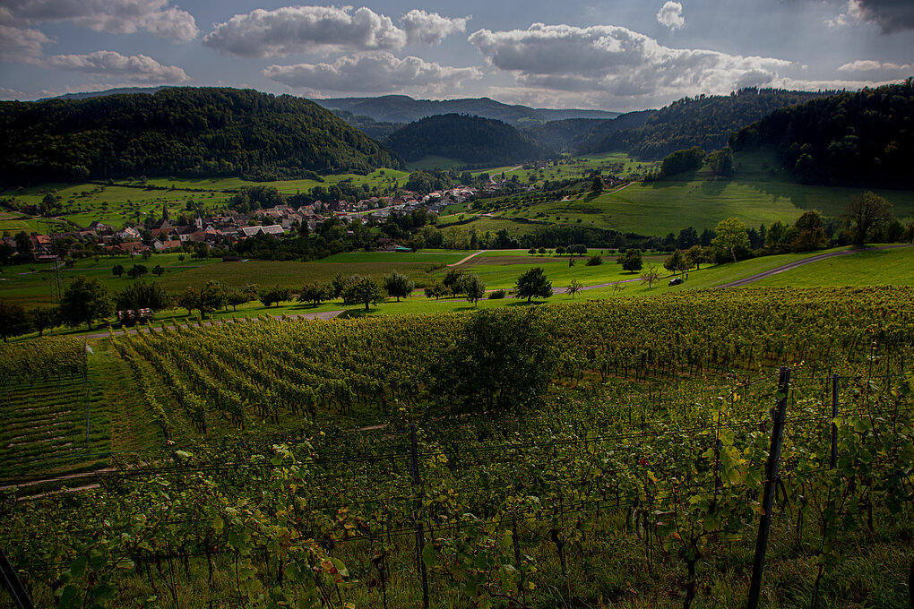 Landscape view of the Swiss vineyards of Tom Litwan