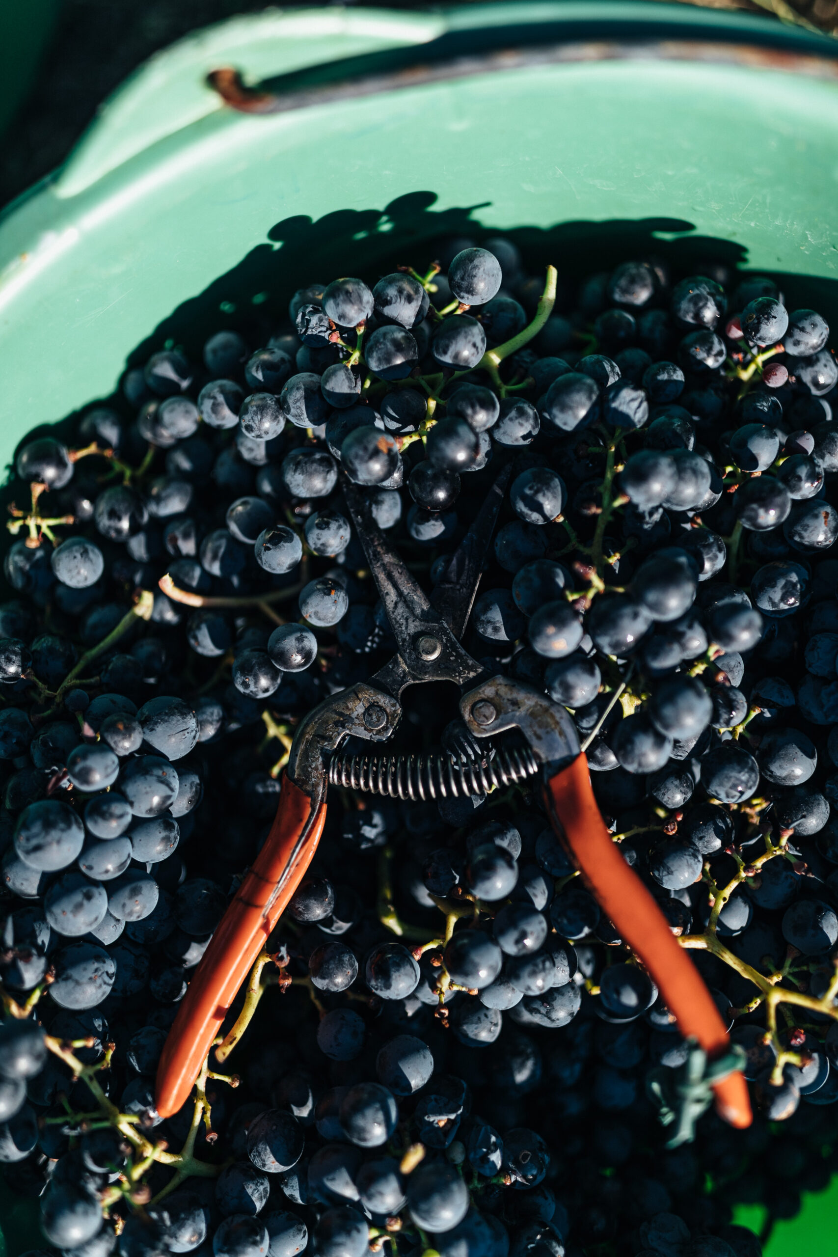 Bucket of Blaufränkisch grapes under a pair of pruning shears
