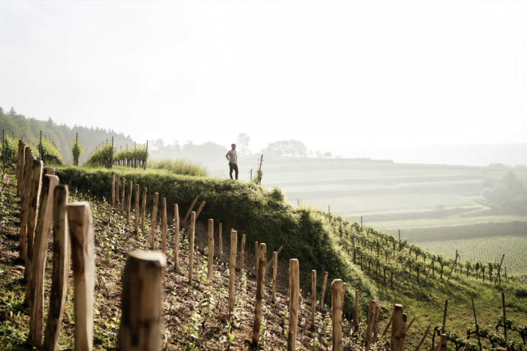 A photograph of Julian Huber standing among his vines of German Chardonnay in Baden
