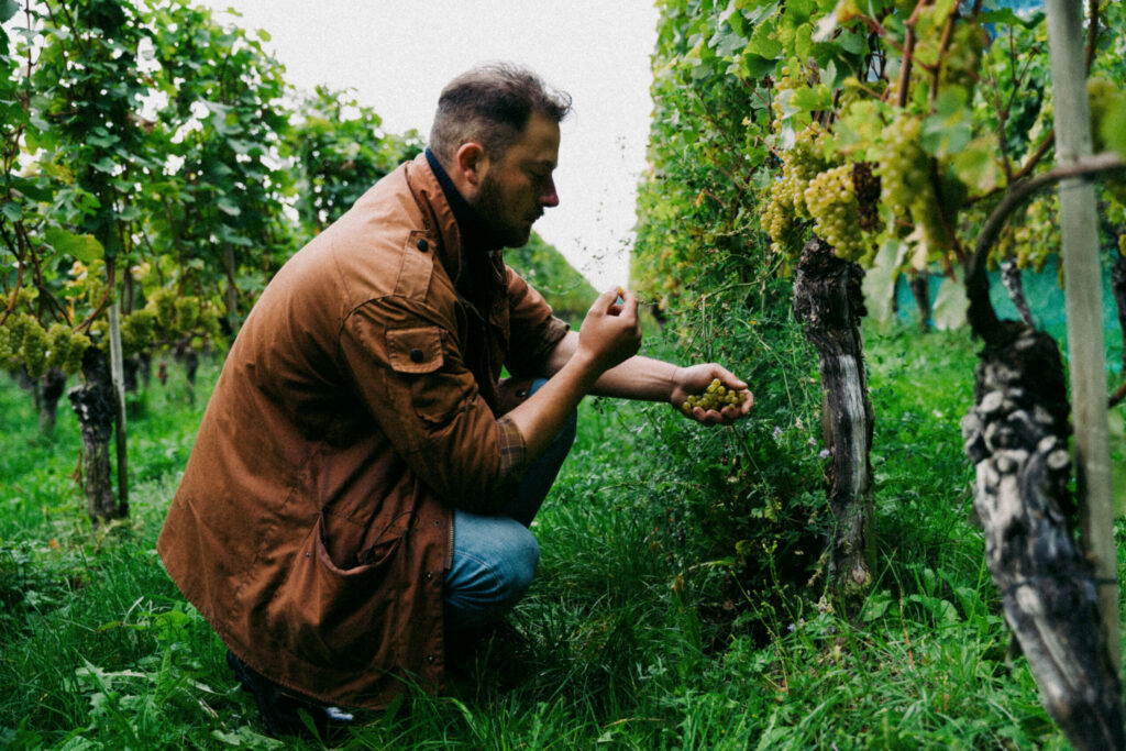 Baden winegrower Johannes Aufricht inspecting the Chardonnay fruit in his vineyard