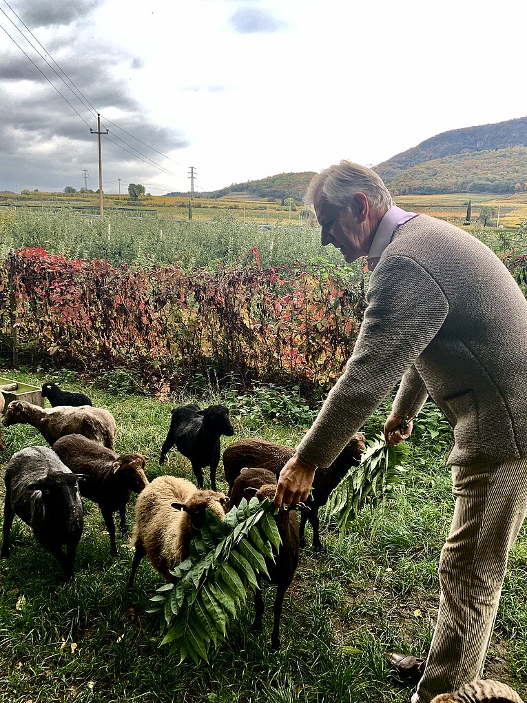 man feeding leaves to young sheep in Alto Adige