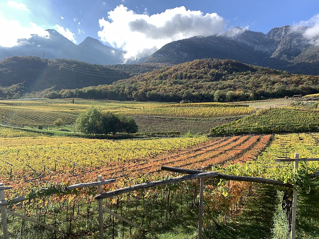 Autumn grapevines on pergola training with mountains in background in Alto Adige.