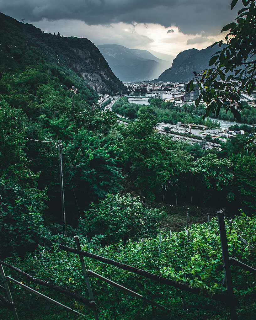 pergola vineyards looking down on the Po River in Alto Adige