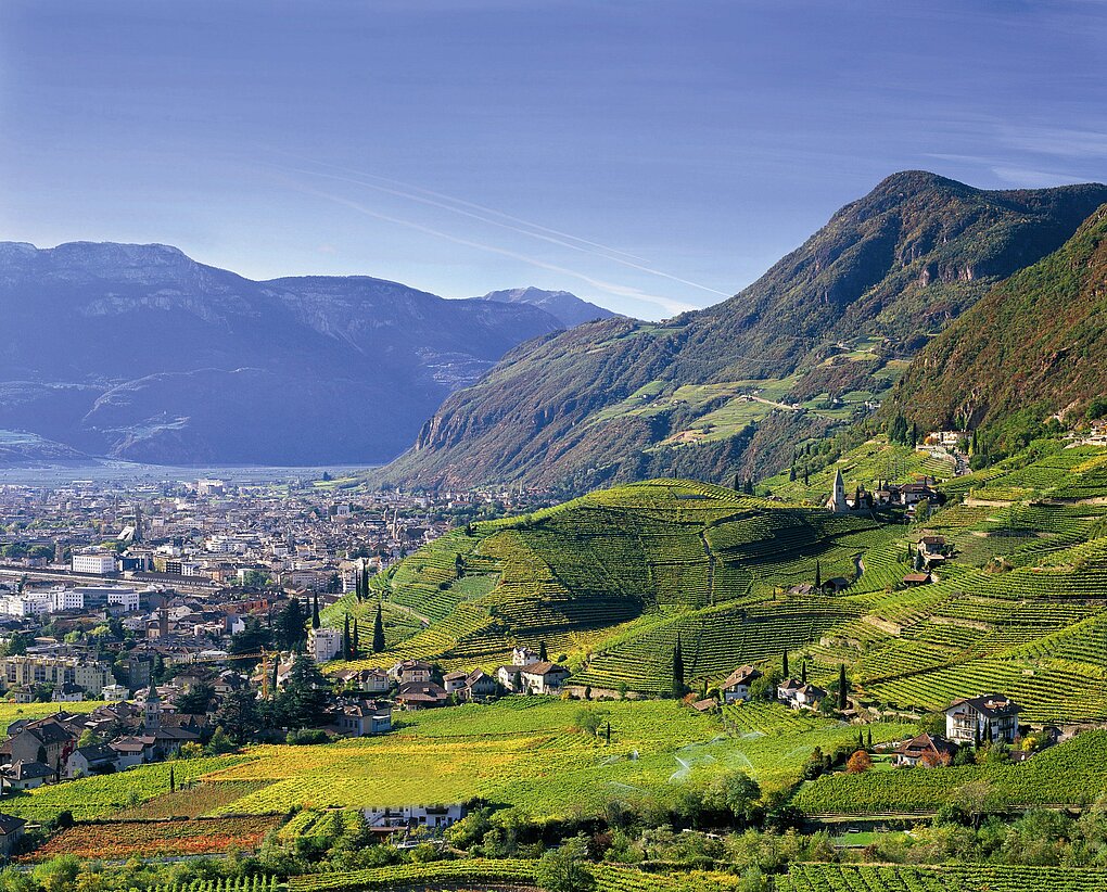 View from St. Magdalener, Alto Adige looking at canopied Vernatsch vineyards with mountains as backdrop