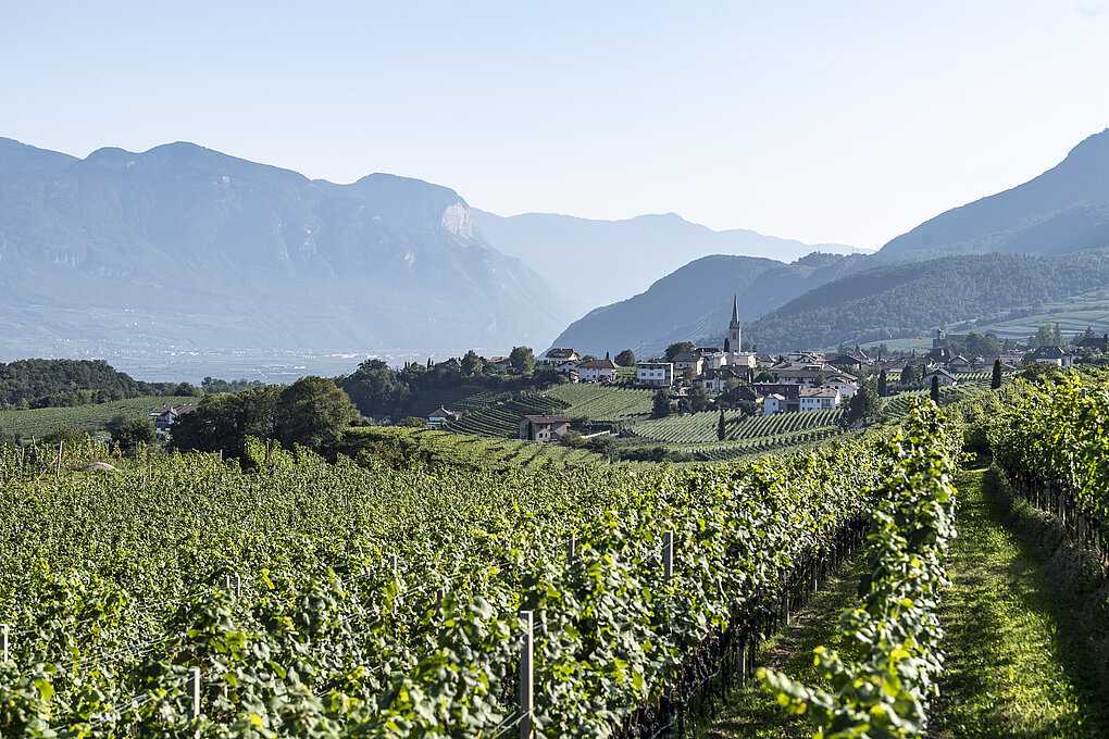 Vernatsch vineyards with steeple in background. Mountain backdrop