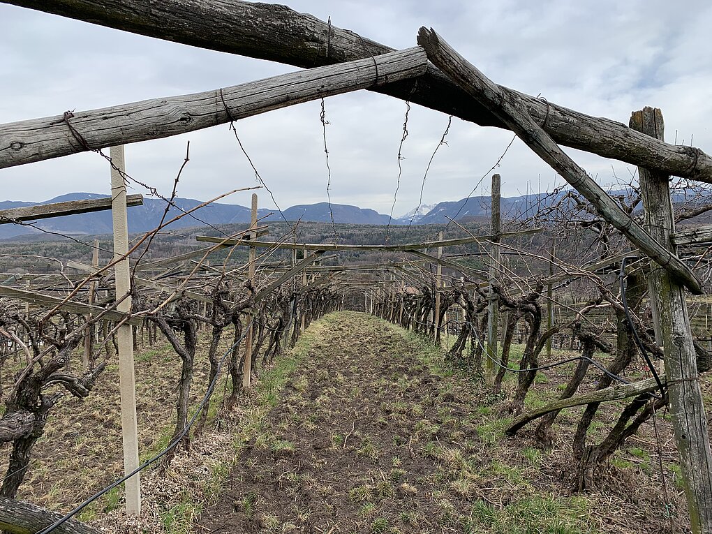 Vine row of pergola trained Vernatsch grapevines in Alto Adige early spring.