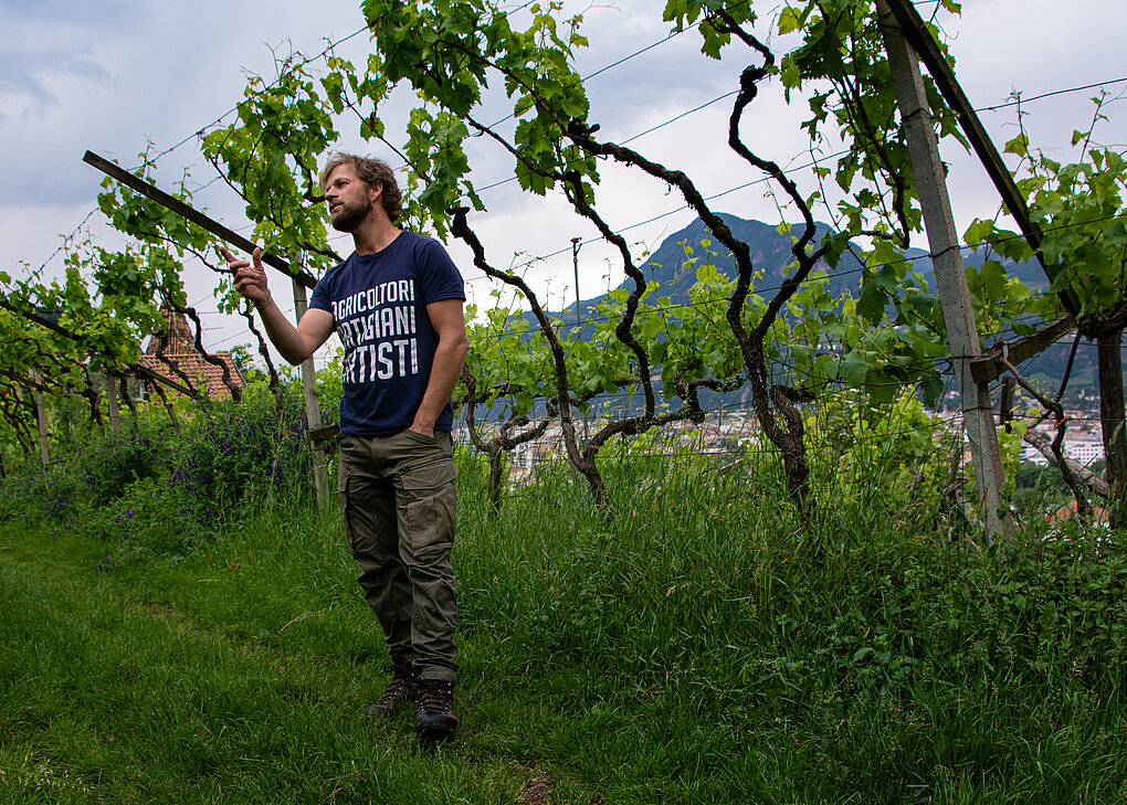 Martin Gojer of Pranzegg stands in tall grass with pergola trained lagrein vines as backdrop