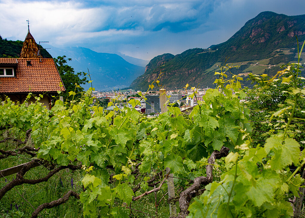 Pergola trained grape vines with a red roofed house and mountains of Alto Adige as backdrop