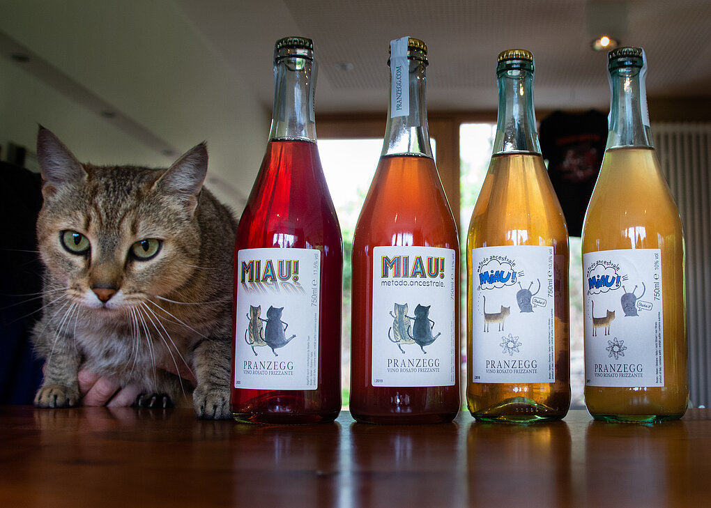 4 bottles of Miau! red and orange pet nat from Pranzegg, Alto Adige next to a cat on a table