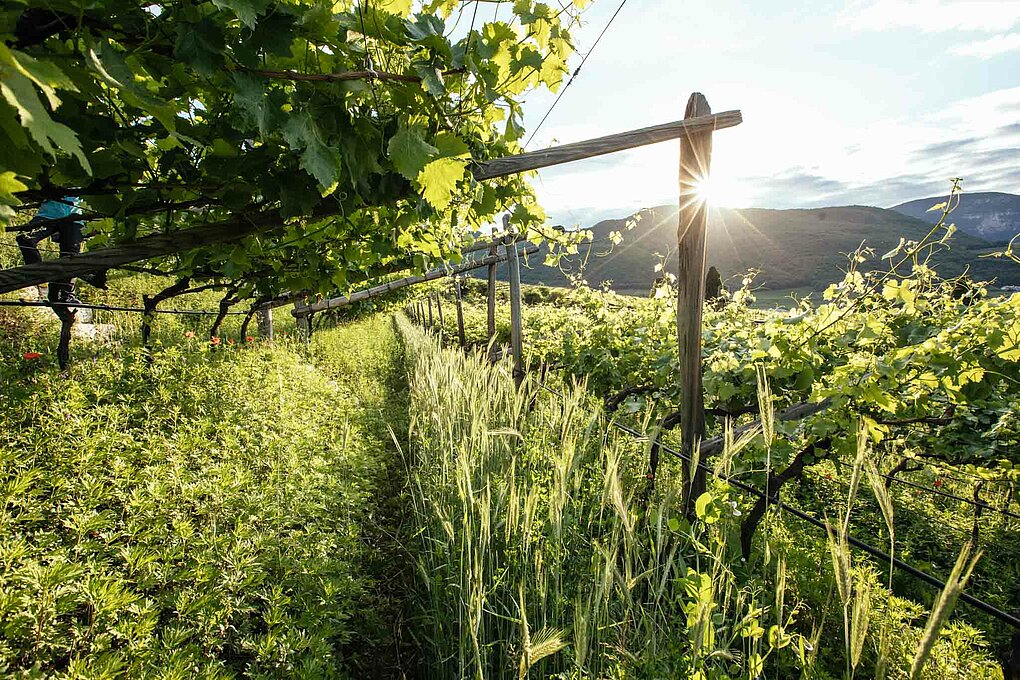 Pergola trained vines with backdrop of sunshine and mountains in Alto Adige