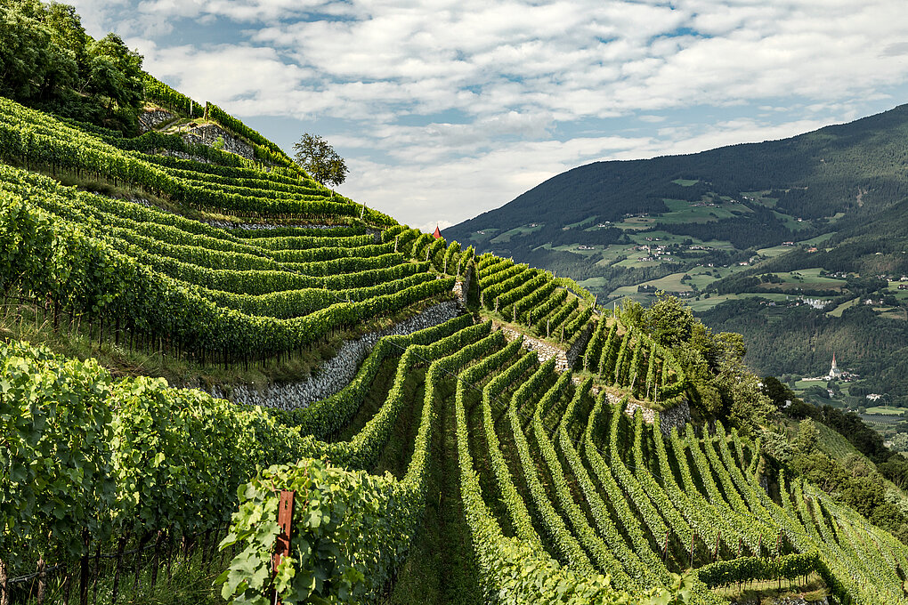 Sloped vineyards of Alto Adige with church in background