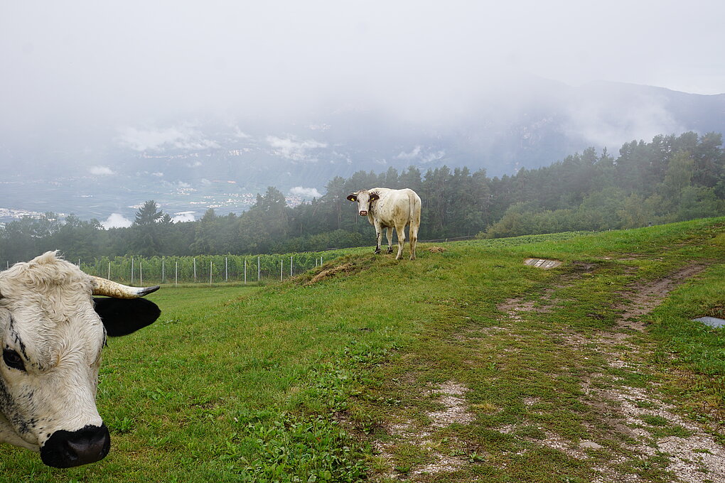 Two cows standing on a grassy knoll among mountains on a foggy morning in Alto Adige.