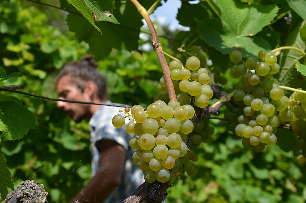 Thomas Niedermayr from Hof Gandberg behind a cluster of ripe piwi grapes.