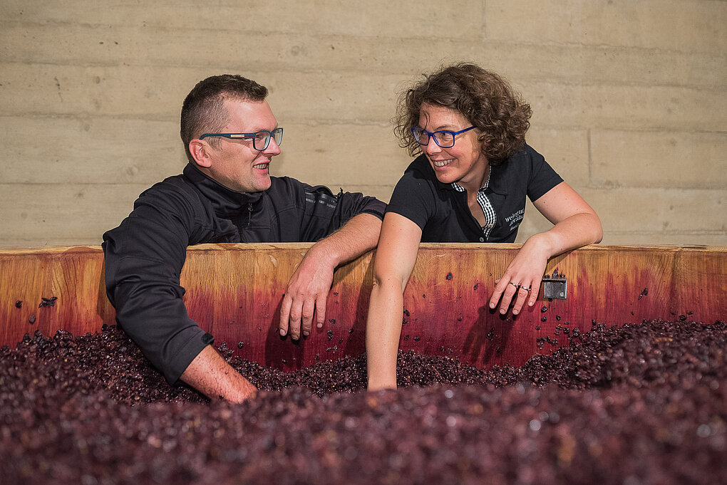 Winemakers in Eppan, Italy holding their hands in open fermenting vat of red grapes