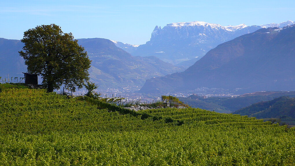 An oak tree at the top of a grapevine covered slope with snowy mountains in the background