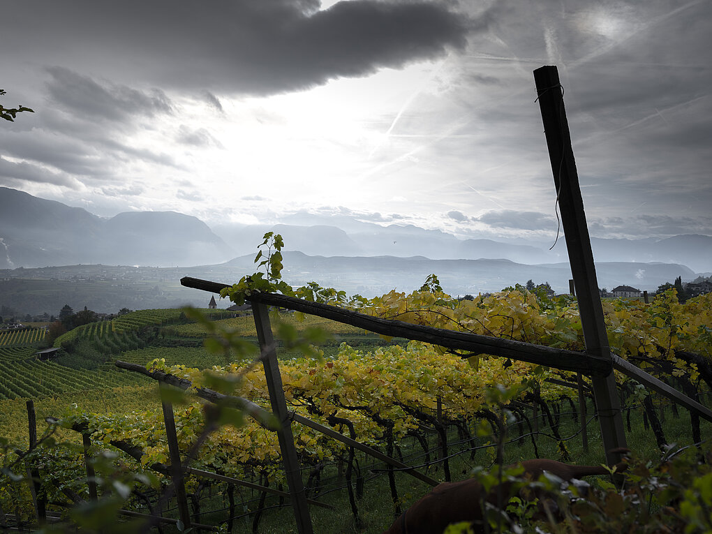 Pergola trained vineyards looking onto cloud covered hills in Alto Adige, Italy