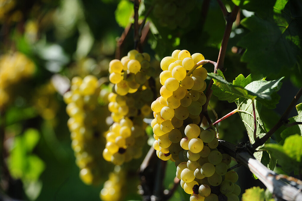 Ripe weissburgunder grapes from In der Lamm vineyard in Eppan, Italy