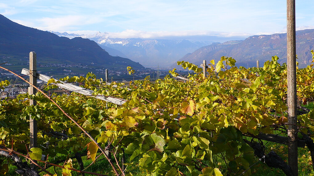 Autumn vineyards, pergola trained, in Eppan, Italy from Weingut Abraham