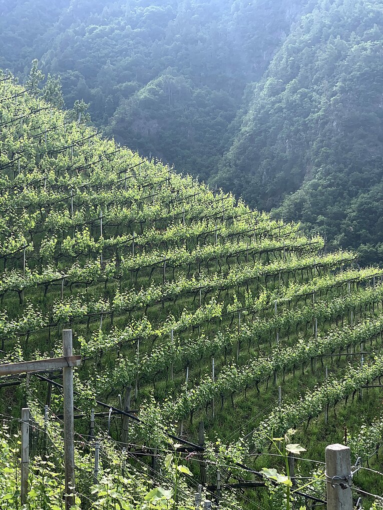 Pergola trained weißburgunder vines in the Vorberg vineyard