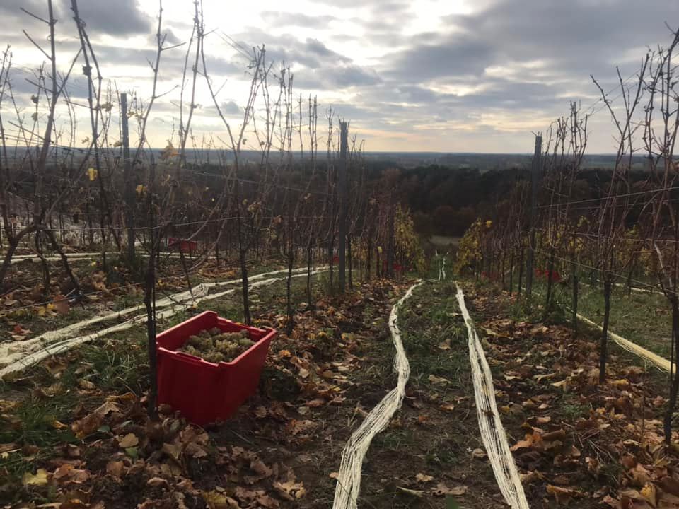 Vines of Riesling in Poland waiting to ripen