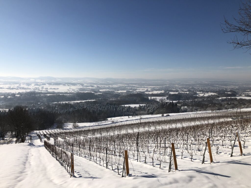 Rows of snowy Riesling vines in Poland
