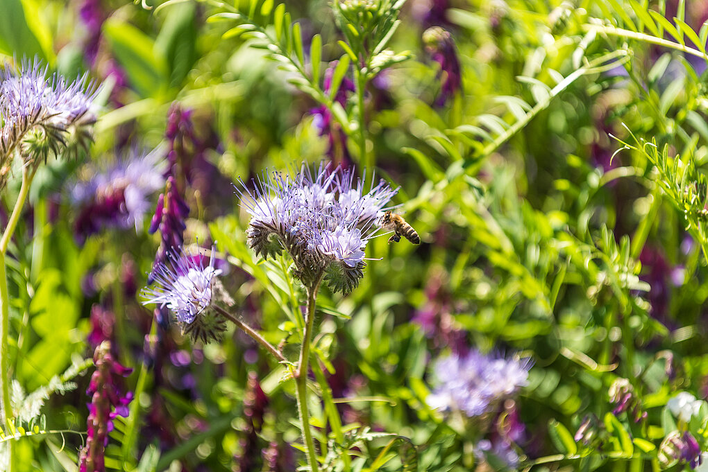 A bumblebee pollinating flowers in a regenerative vineyard in Alto Adige