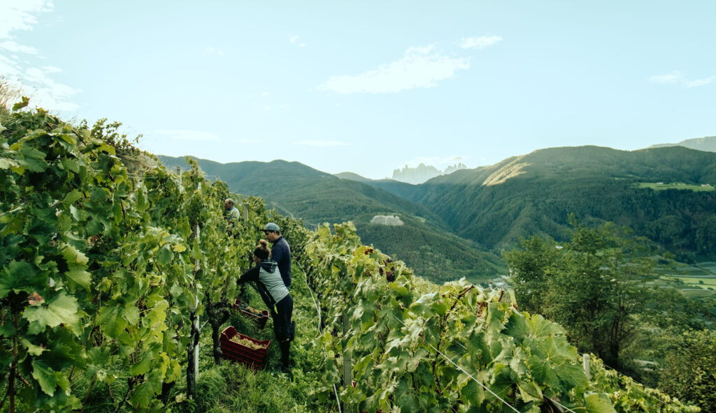 Daniel Sigmund works his vineyards.